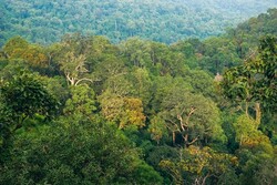 گیاهان به ردیابی اجساد در جنگل ها کمک می کنند