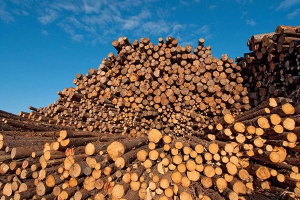 تاثیر نوسان قیمت ارز در کسب‌وکارهای صنعت چوب