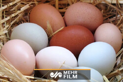 افزایش قیمت تخم مرغ درب کارخانه تا ۱۳هزار تومان
