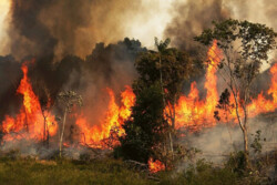 آتش پارک ملی «بمو» را درنوردید