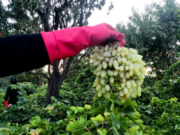 VIDEO: Harvesting grapes in Kashmar
