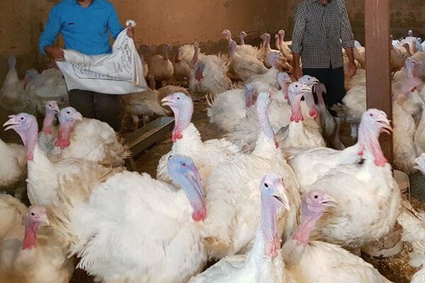راه اندازی مزارع مرغ مادر بوقلمون در استان زنجان