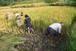 برداشت ۲۱ درصد از اراضی شالیزاری گیلان/ بیش از ۷۰۰ هزار تُن برنج سفید تولید می شود