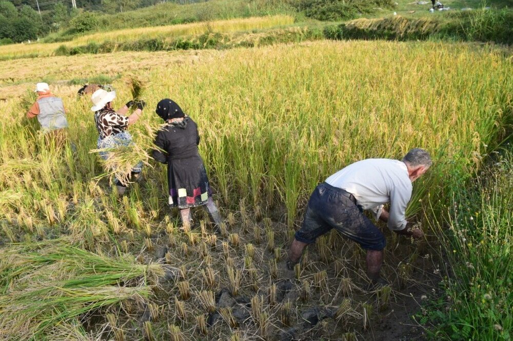 برداشت برنج در ۱۲۰۰ هکتار از شالیزارهای دره شهر آغاز شد