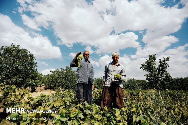 Harvesting grapes in Malayer
