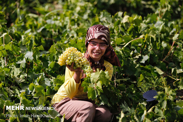 Harvesting grapes in Malayer
