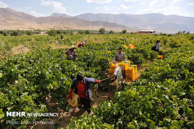 Harvesting grapes in Malayer
