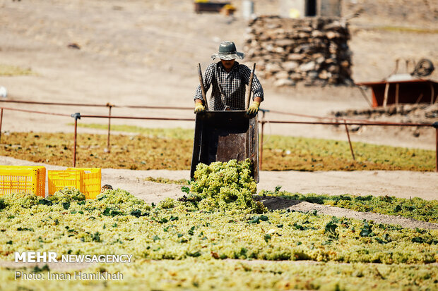 Harvesting grapes in Malayer

