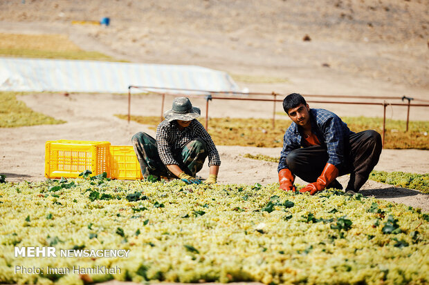 Harvesting grapes in Malayer
