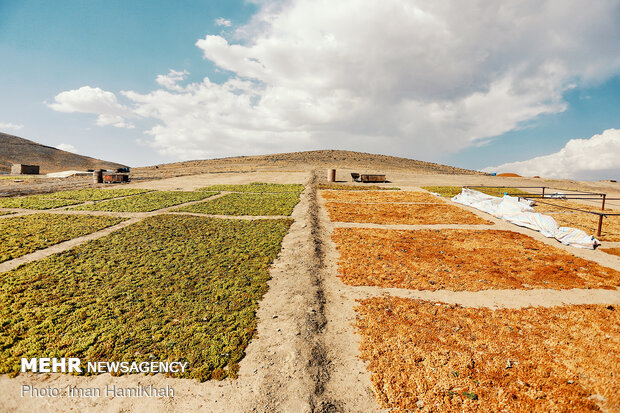 Harvesting grapes in Malayer
