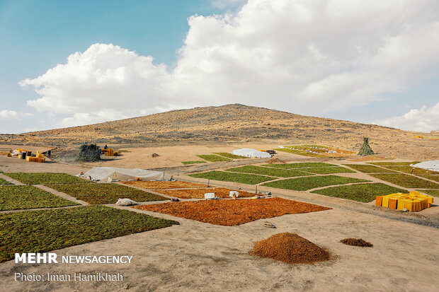 Harvesting grapes in Malayer
