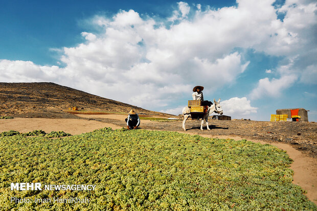 Harvesting grapes in Malayer
