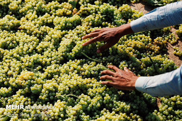Harvesting grapes in Malayer
