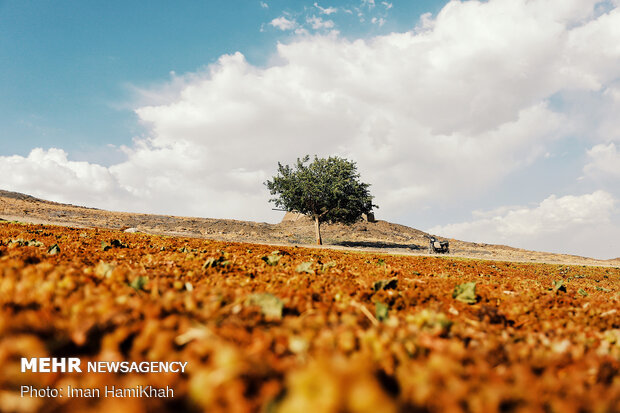 Harvesting grapes in Malayer
