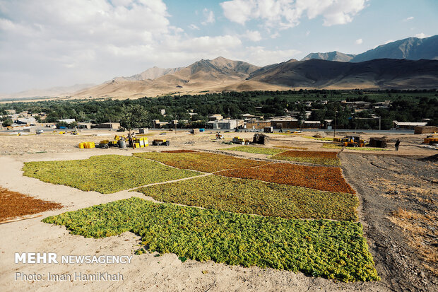 Harvesting grapes in Malayer
