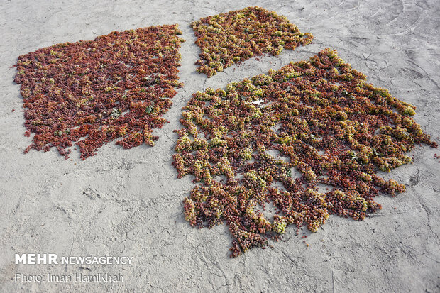 Harvesting grapes in Malayer
