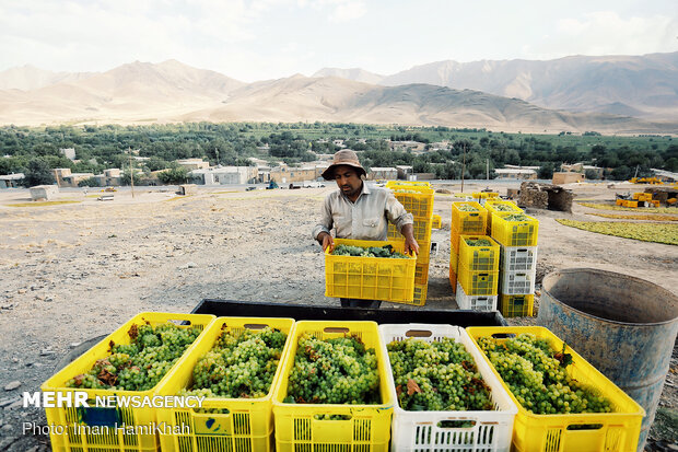 Harvesting grapes in Malayer
