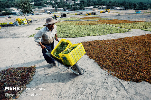 Harvesting grapes in Malayer
