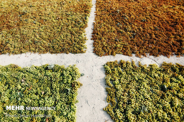 Harvesting grapes in Malayer
