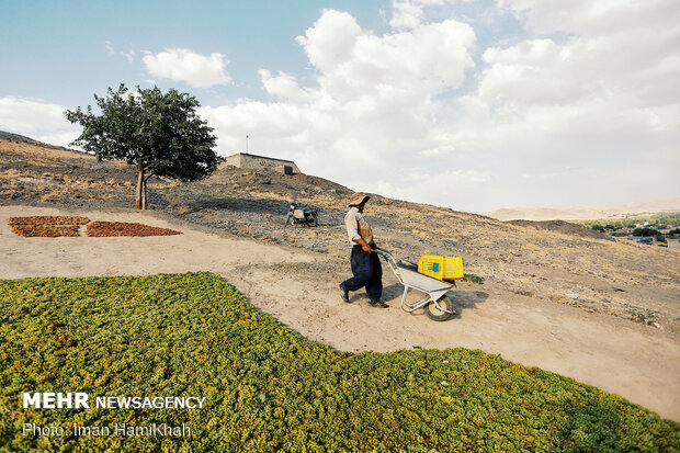 Harvesting grapes in Malayer
