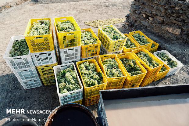 Harvesting grapes in Malayer
