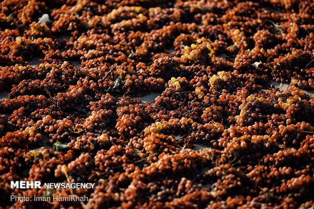 Harvesting grapes in Malayer
