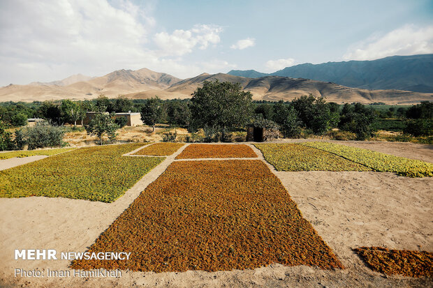 Harvesting grapes in Malayer
