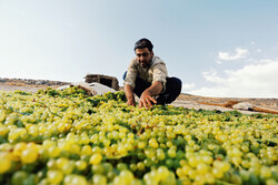 Harvesting grapes in Malayer