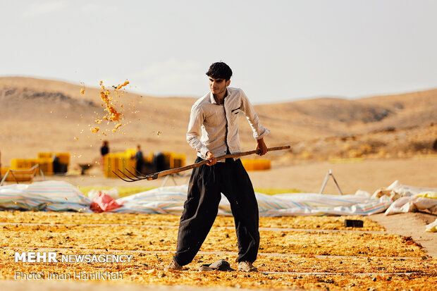 Harvesting grapes in Malayer
