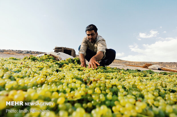 Harvesting grapes in Malayer
