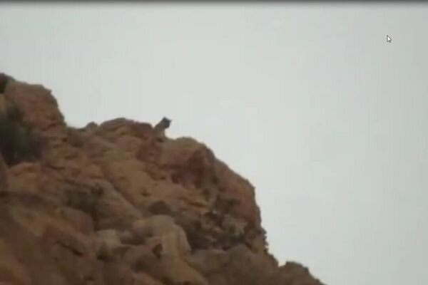 Persian leopard spotted in Behbahan