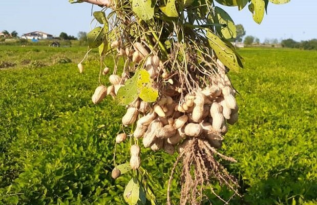 Almonds harvesting in Saman County