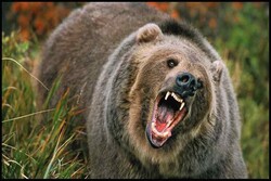 حمله خرس به یک کوهنورد در اقلید فارس