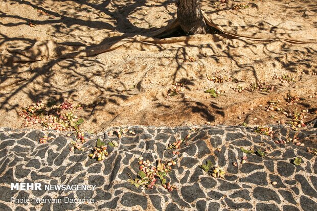 قطف الفستق من حدائق "جاجرم" الايرانية / صور
