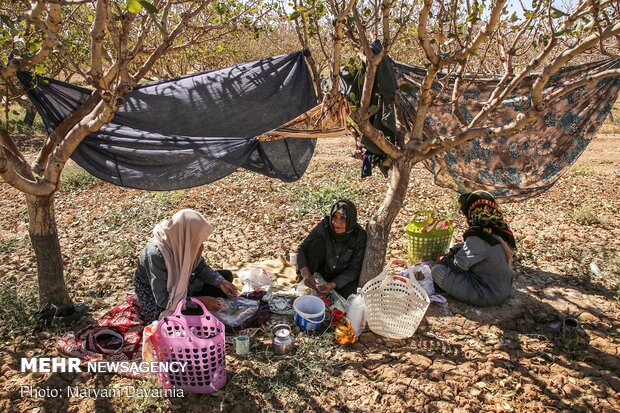 Harvesting pistachio from gardens in Jajaram
