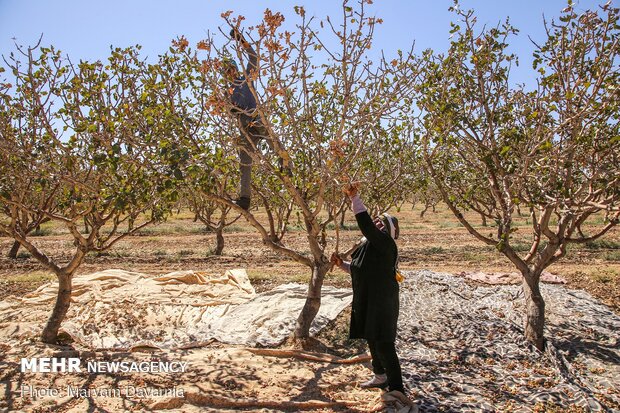 Harvesting pistachio from gardens in Jajaram
