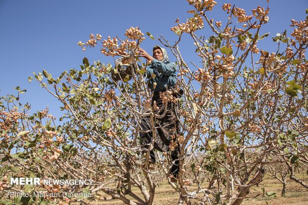 Harvesting pistachio from gardens in Jajaram
