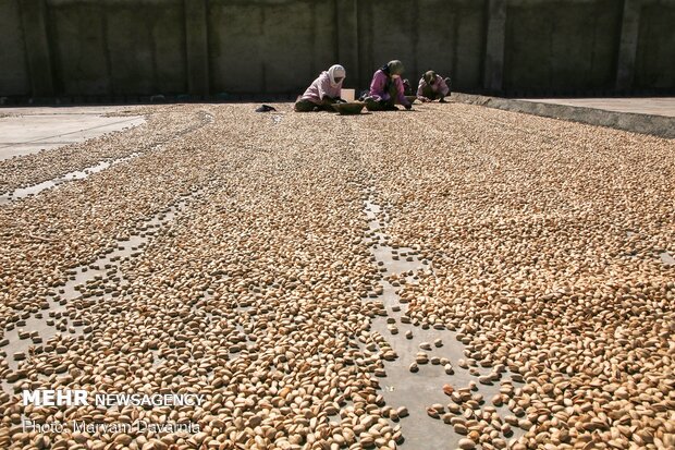 Harvesting pistachio from gardens in Jajaram
