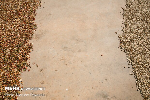 Harvesting pistachio from gardens in Jajaram
