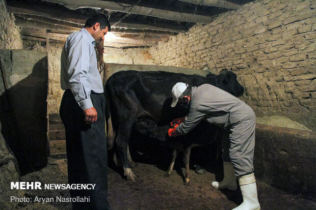 اجرای طرح اصلاح‌نژاد واحد دامی سنتی و روستایی در استان قزوین