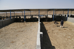 قوامی: پروژه پرورش شترمرغ در رویین اسفراین اجرا نمی‌شود