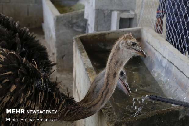 Ostrich farming in S Iran
