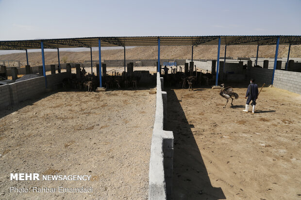 Ostrich farming in S Iran
