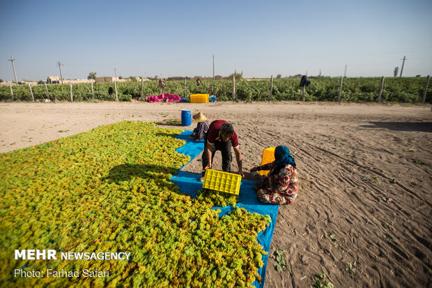 Harvesting grapes in Qazvin