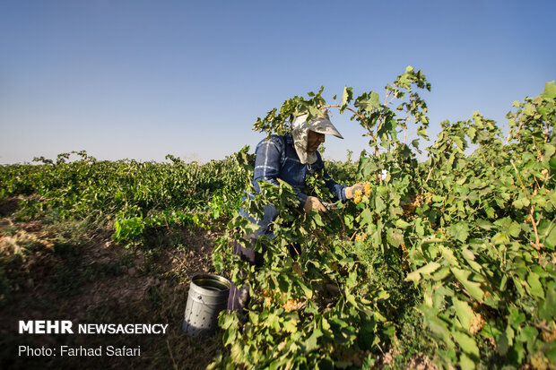 Harvesting grapes in Qazvin