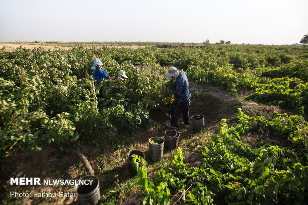 فصل چیدن انگور در قزوین