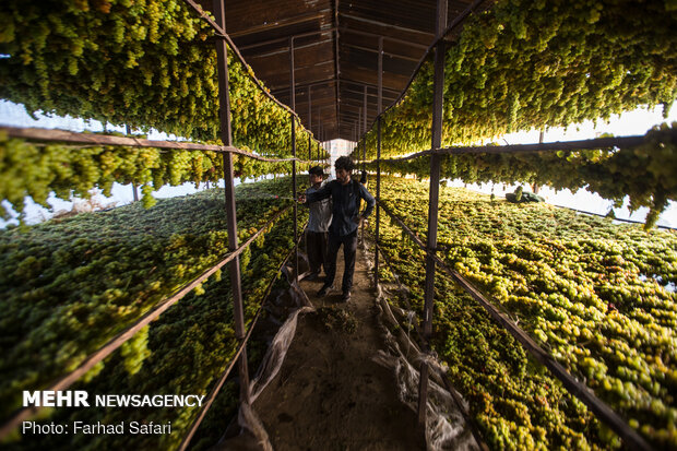 Harvesting grapes in Qazvin