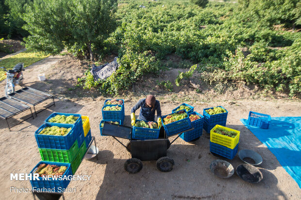 Harvesting grapes in Qazvin