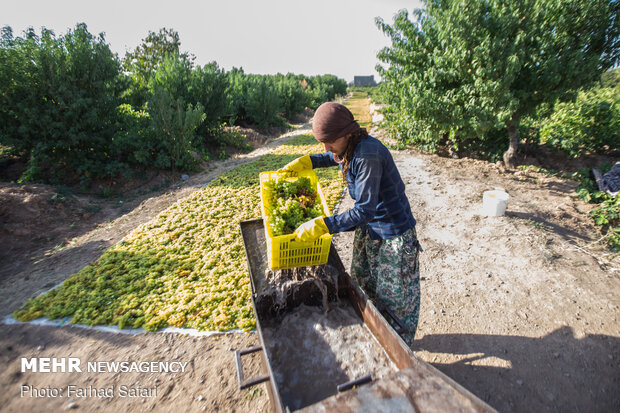 Harvesting grapes in Qazvin