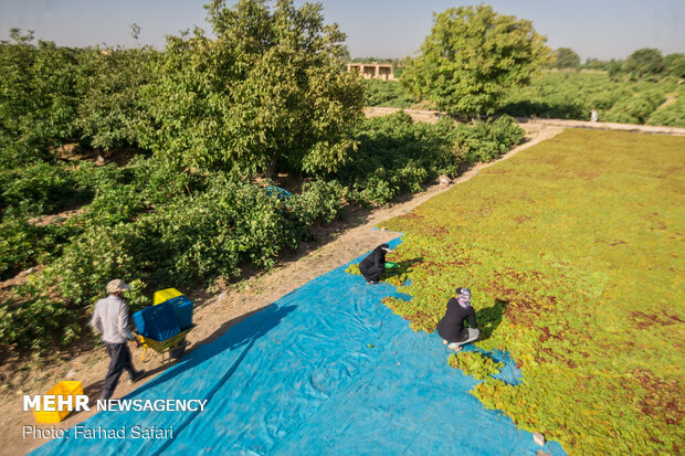 Harvesting grapes in Qazvin